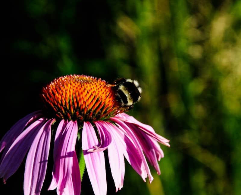 A bee collects nectar from a pink coneflower.