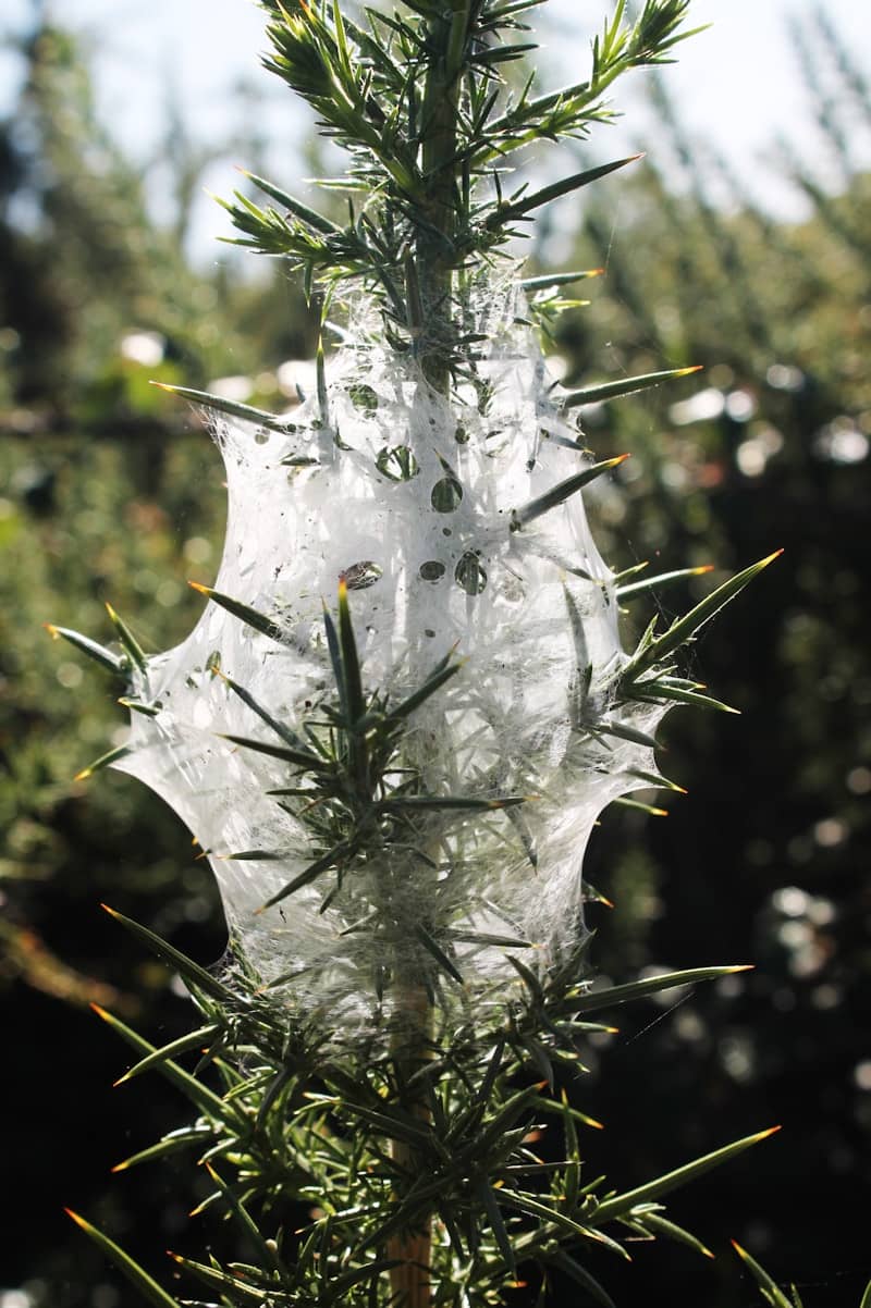 A gorse bush covered in a white silky web.