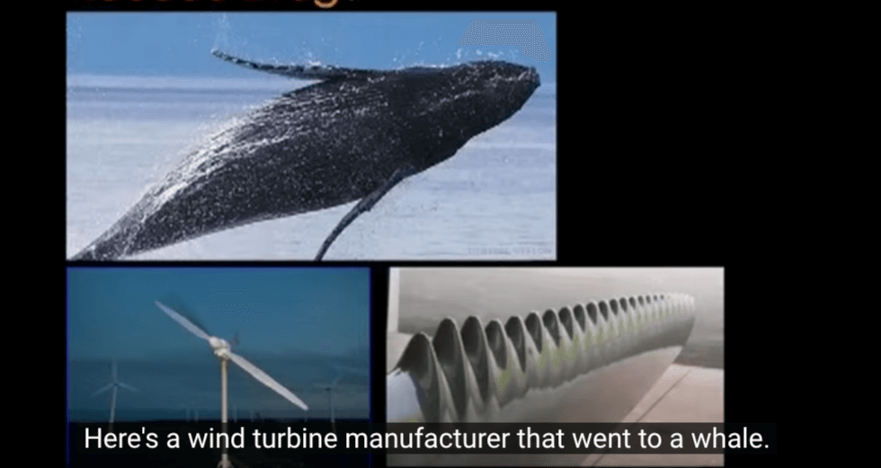 An example of biomimicry—a wind turbine inspired by the serrated edge of a whale's fin