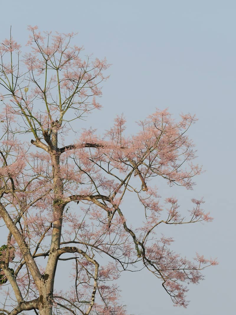 A tree with delicate pink blossoms against a pale sky
