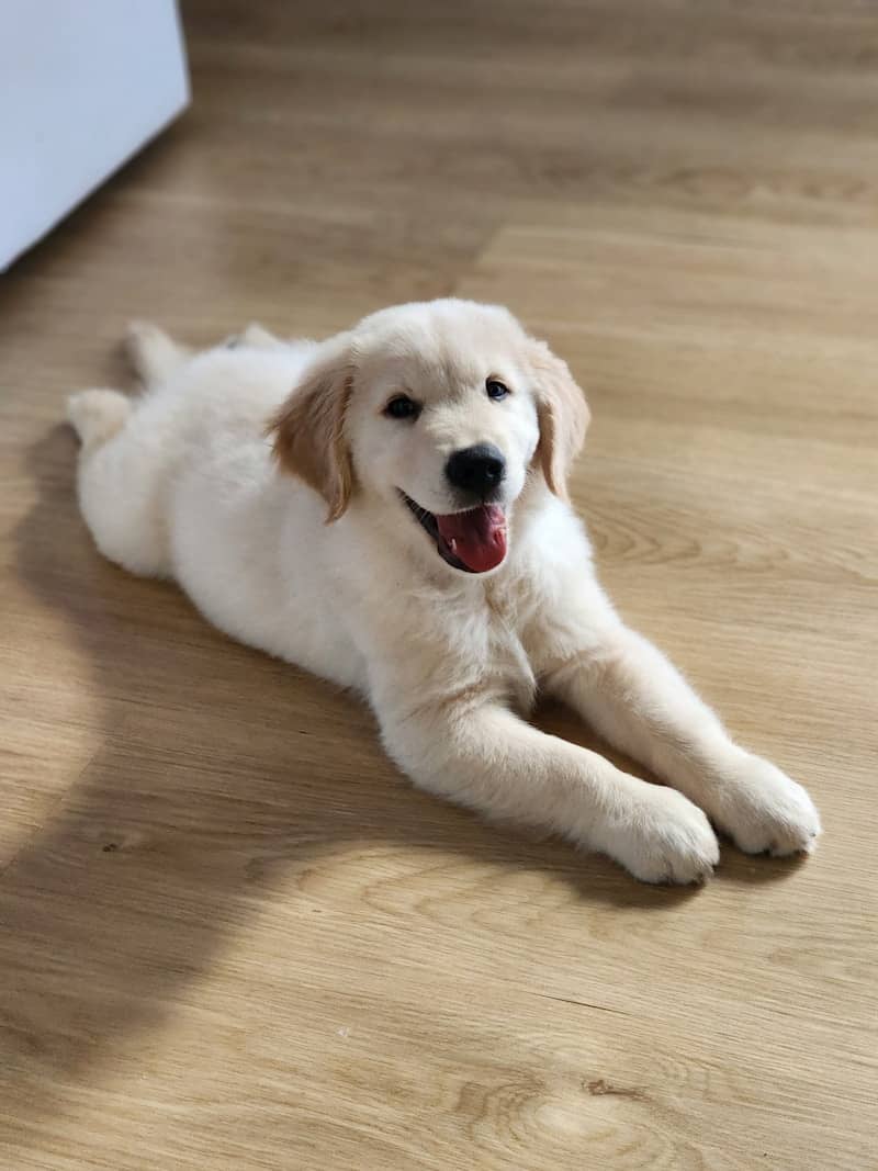 A golden retriever puppy smiles on the floor.