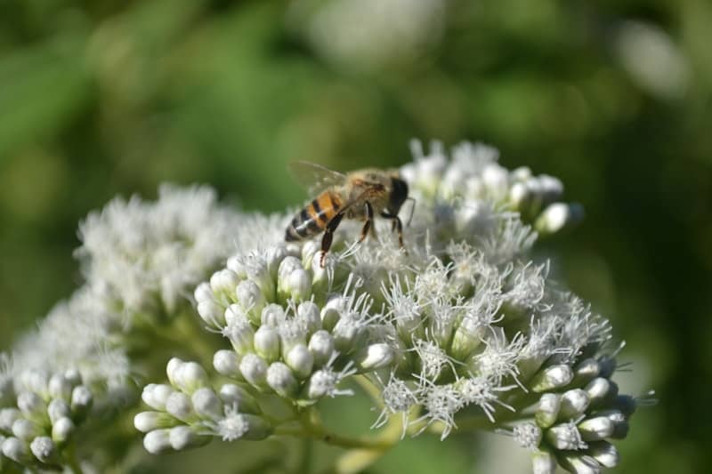A bee is collecting nectar from a white flower.