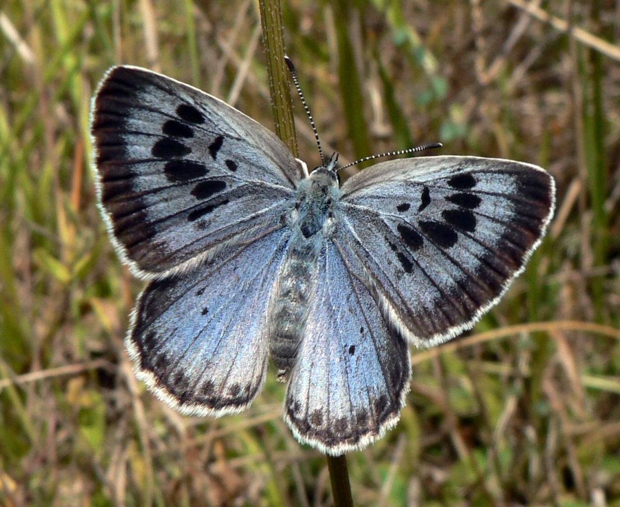 The Large Blue Butterfly
