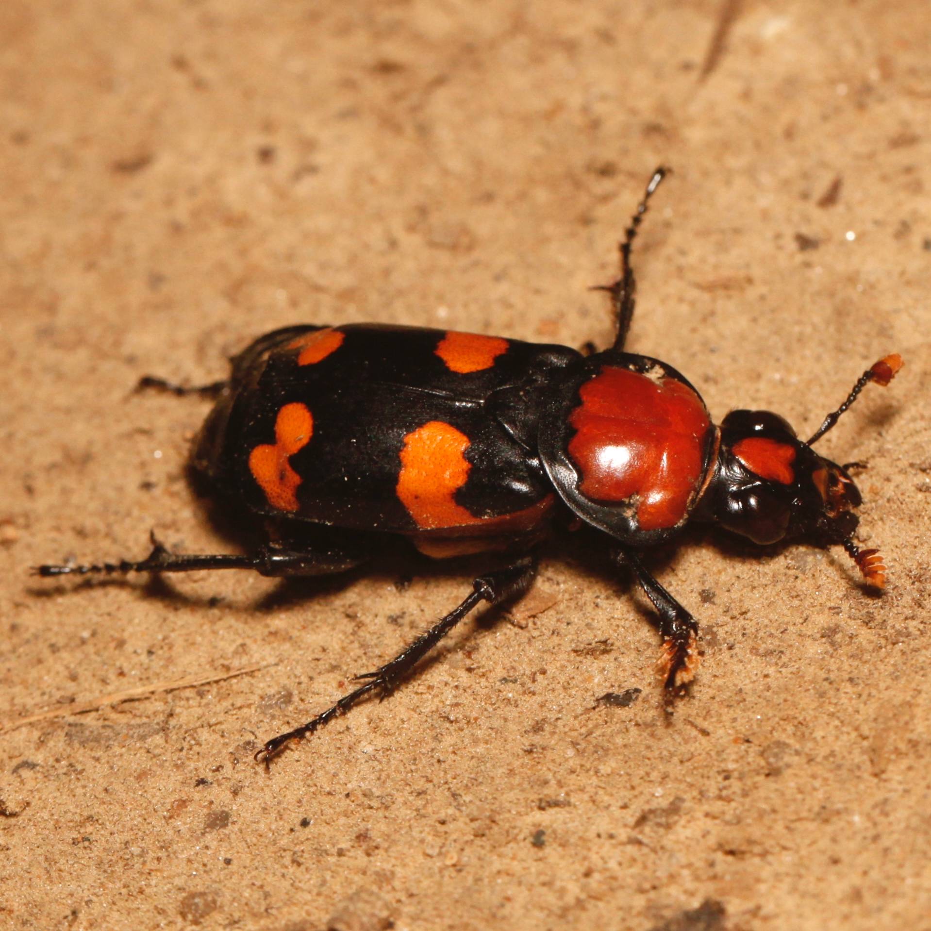 American Burying Beetle - a large black beetle with orange red spots