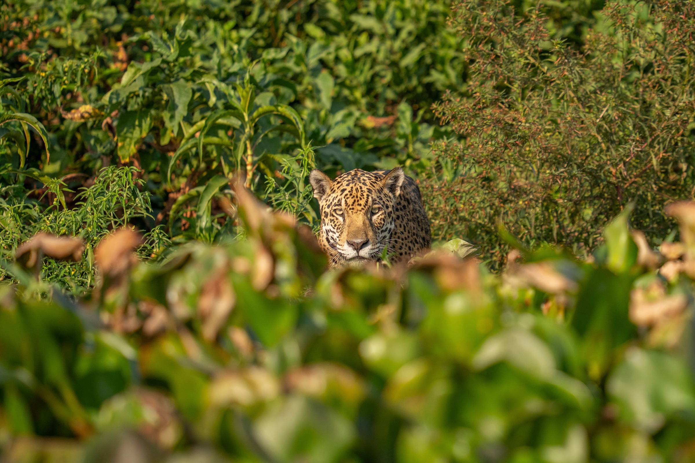 A wild Jaguar in the Brazilian Pantanal