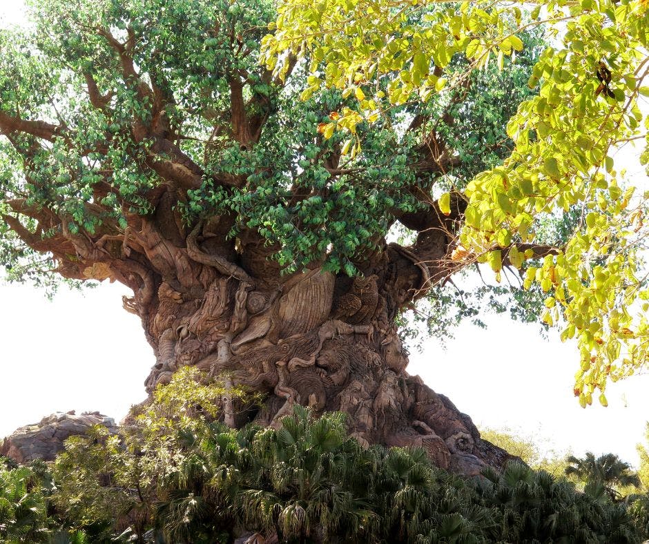 animal kingdom tree