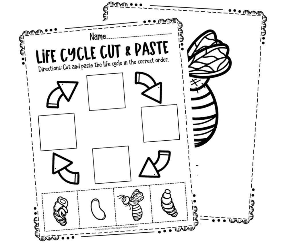free printable bee life cycle worksheets the keeper of the memories