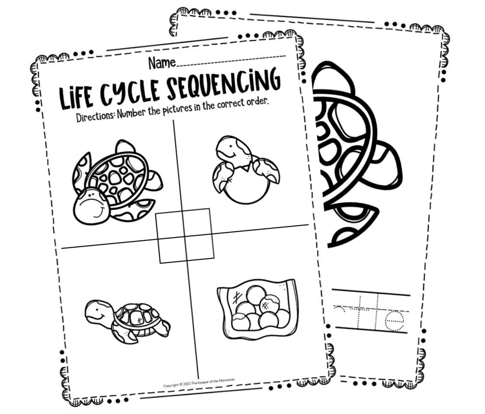 Free Printable Sea Turtle Life Cycle Worksheets
