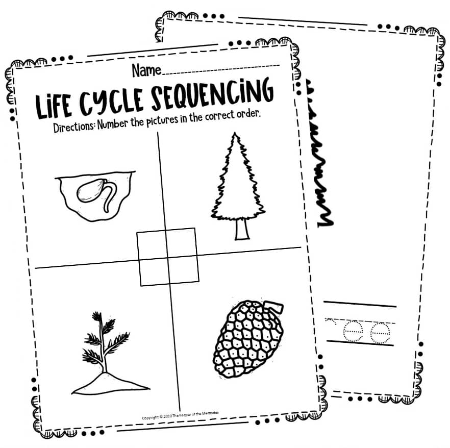 Free Printable Pine Tree Life Cycle Worksheets The Keeper Of The Memories