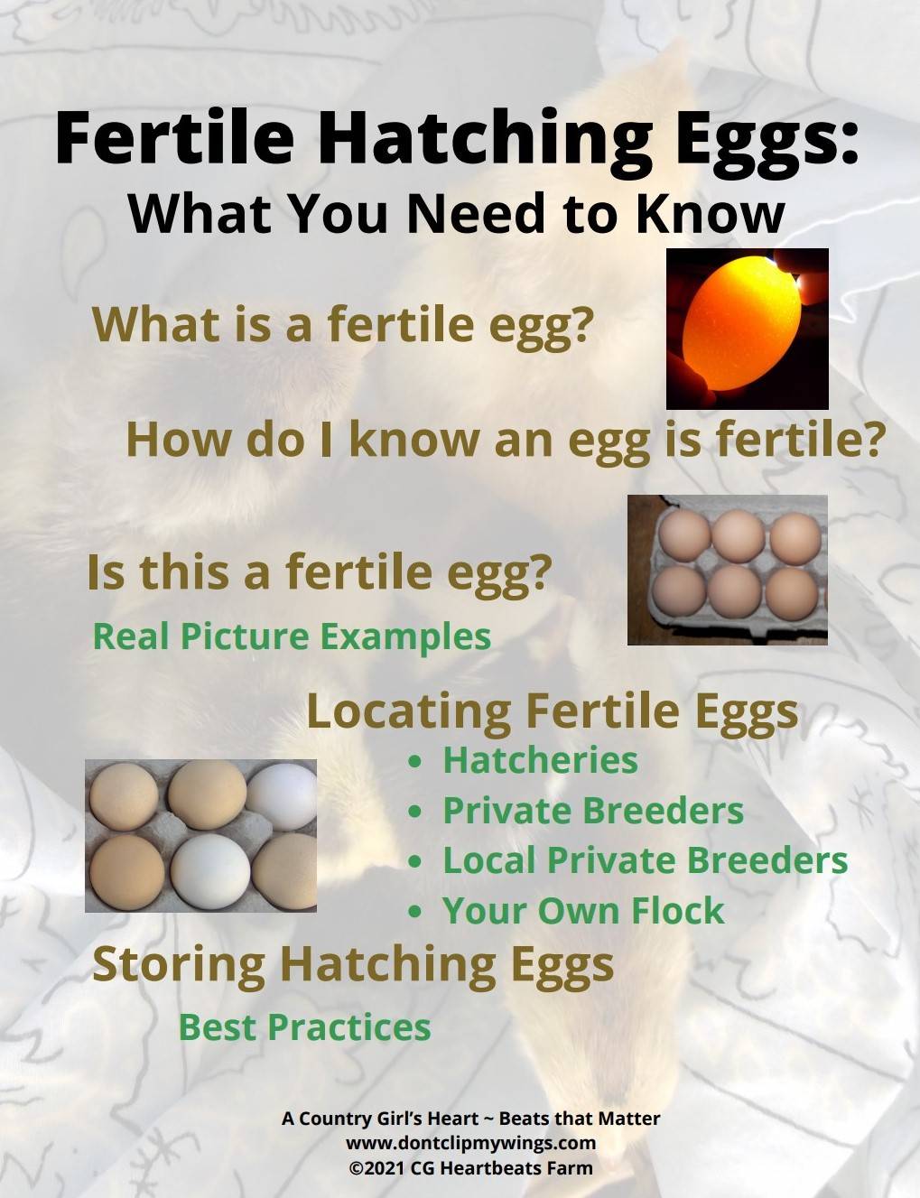 Fertile Hatching Eggs What You Need To Know 