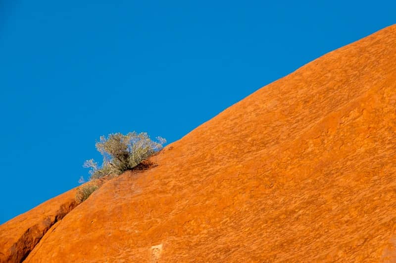 A lone bush grows on a large orange rock.