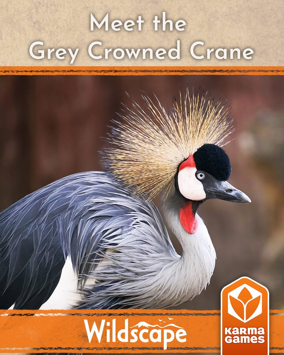 Grey Crowned Crane Instagram post image