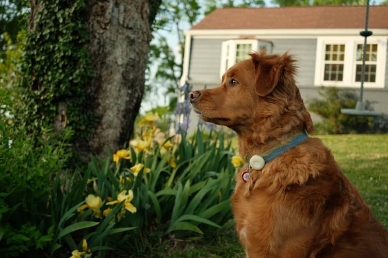 Brown dog sitting outdoors near yellow flowers and a house.