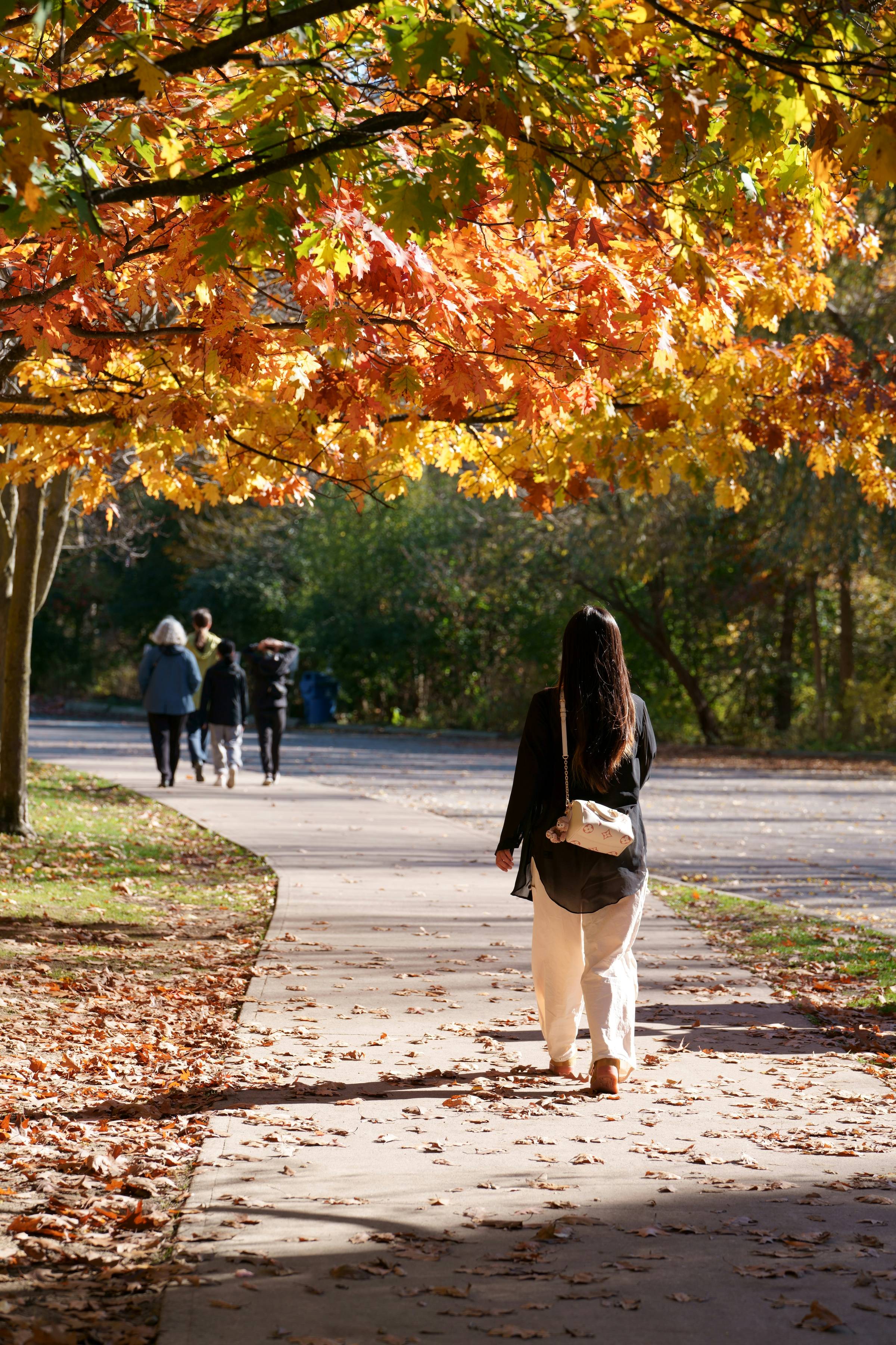 Going for a walk in the fall with golden tree leaves and cooler weather
