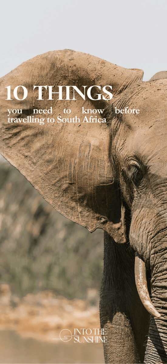 selective focus photography of elephant