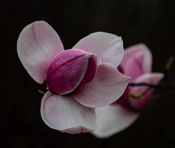 Delicate pink magnolia blossoms against a dark background.