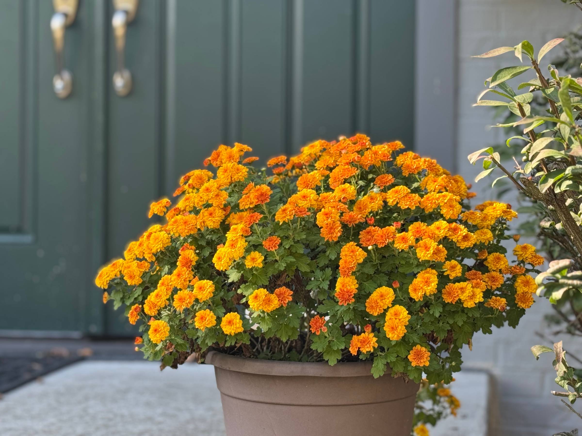 golden yellow orange mums in front of dark green front doors to a home
