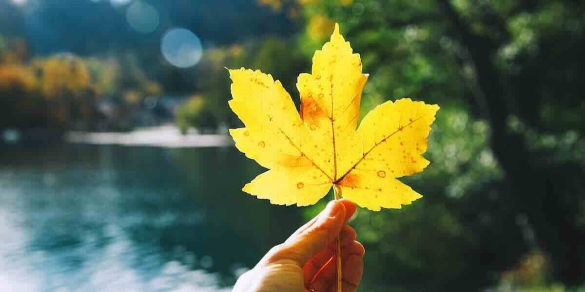 holding a pretty yellow fall maple leaf 