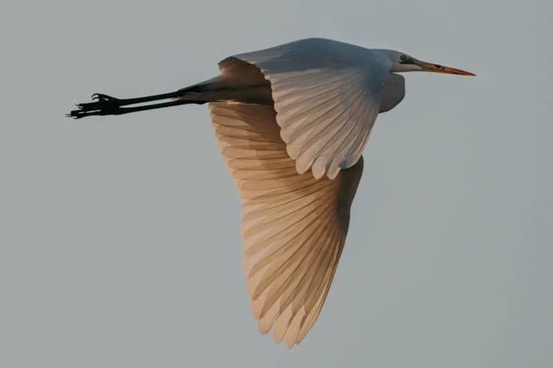 A great egret in flight against a pale sky