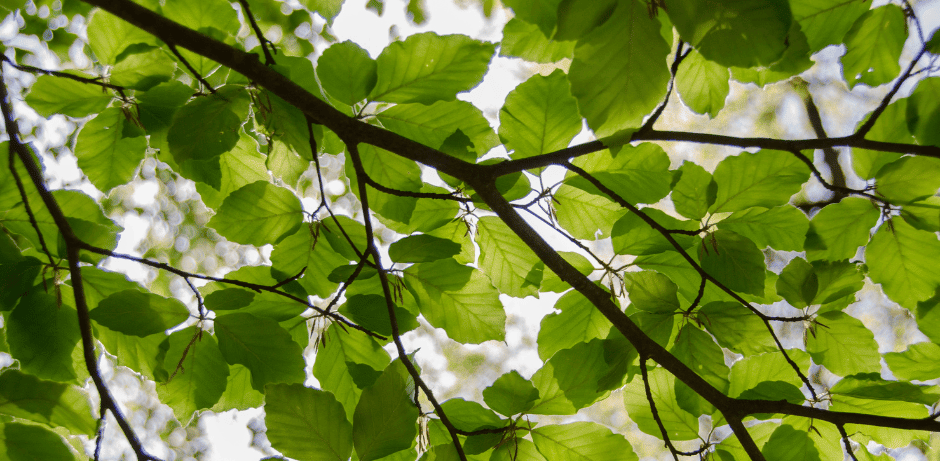 looking up at the leaves on a tree