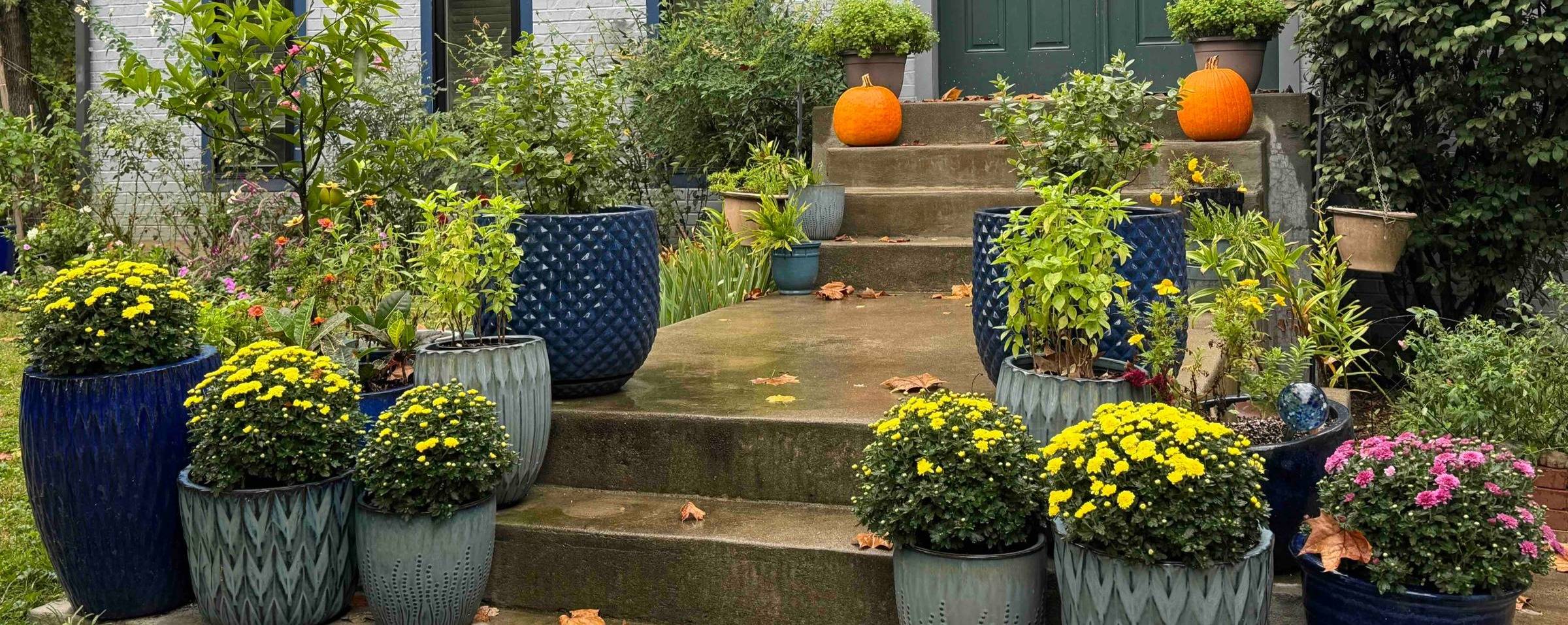 front porch steps with yellow mums, basil and pumpkin