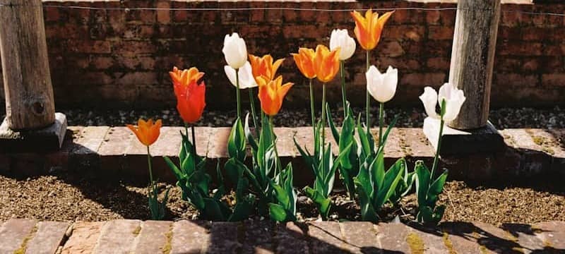 Orange, white, and red tulips bloom in a garden.
