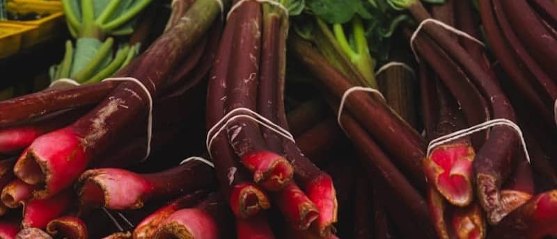 Fresh rhubarb bundles ready for sale.