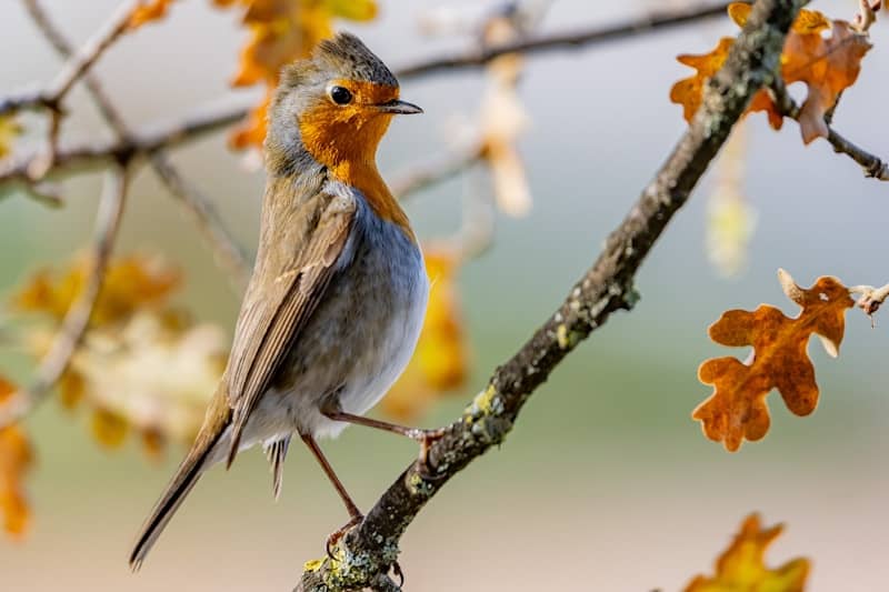 A robin perched on a branch with autumn leaves