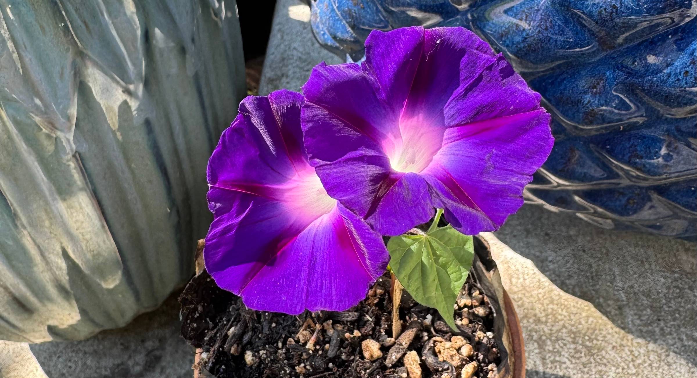two bright purple morning glory blooms