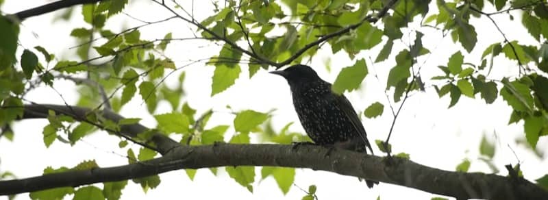 A common starling perched on a tree branch among bright green leaves