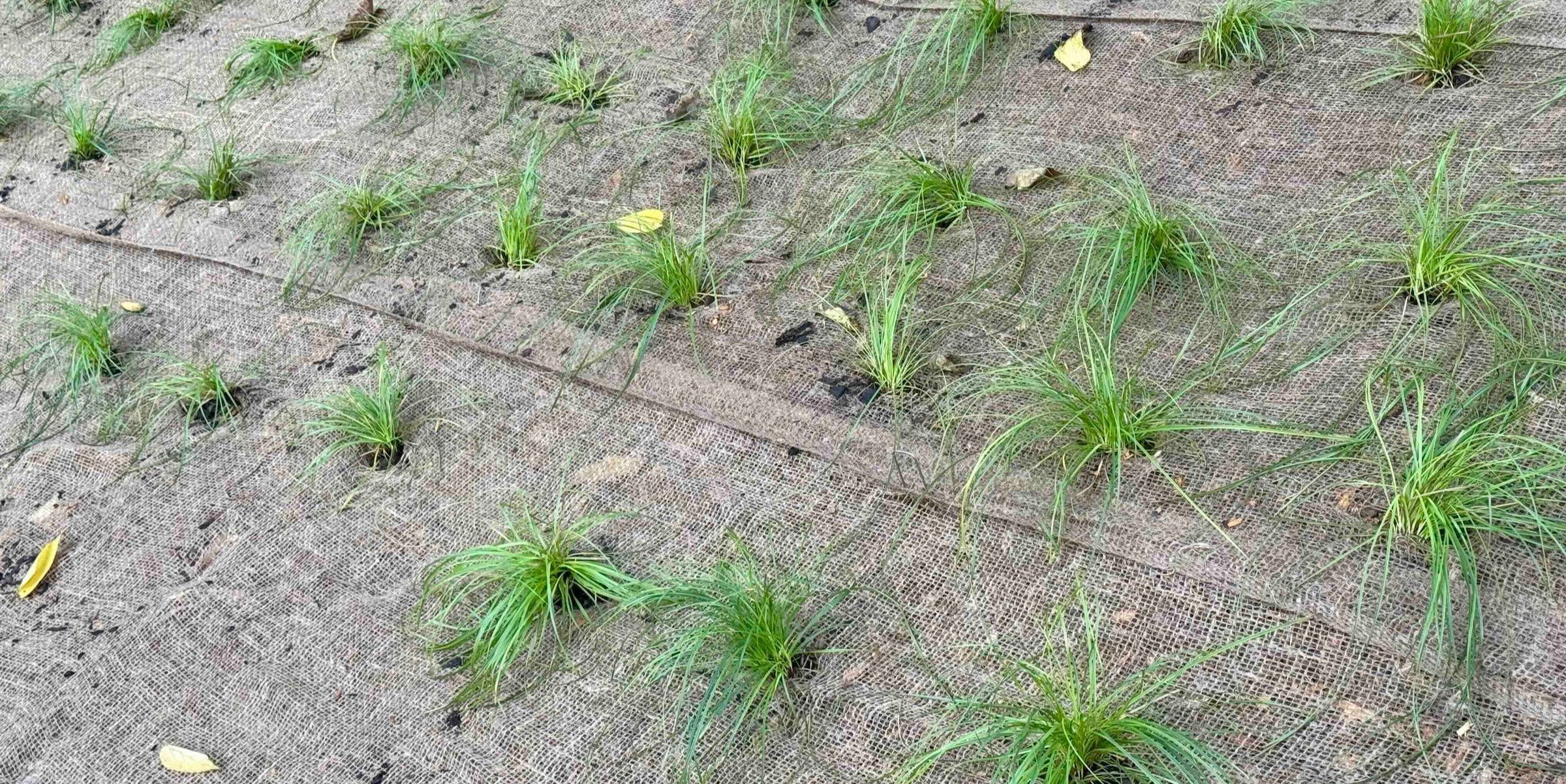 sedge grass plantings on a hill covered in burlap