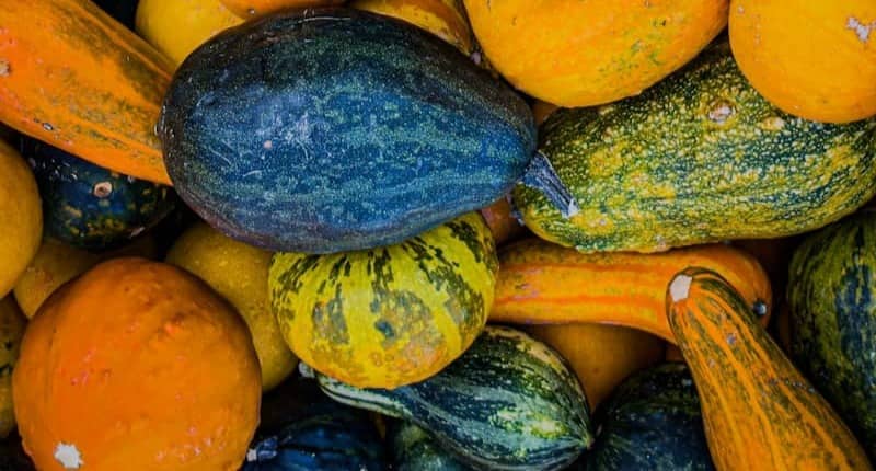 A large pile of assorted yellow, orange, and green gourds and pumpkins