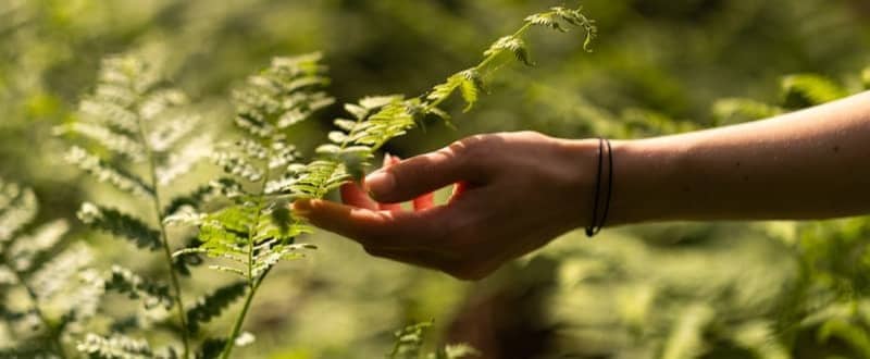 Human hand touching vibrant green fern fronds in nature.