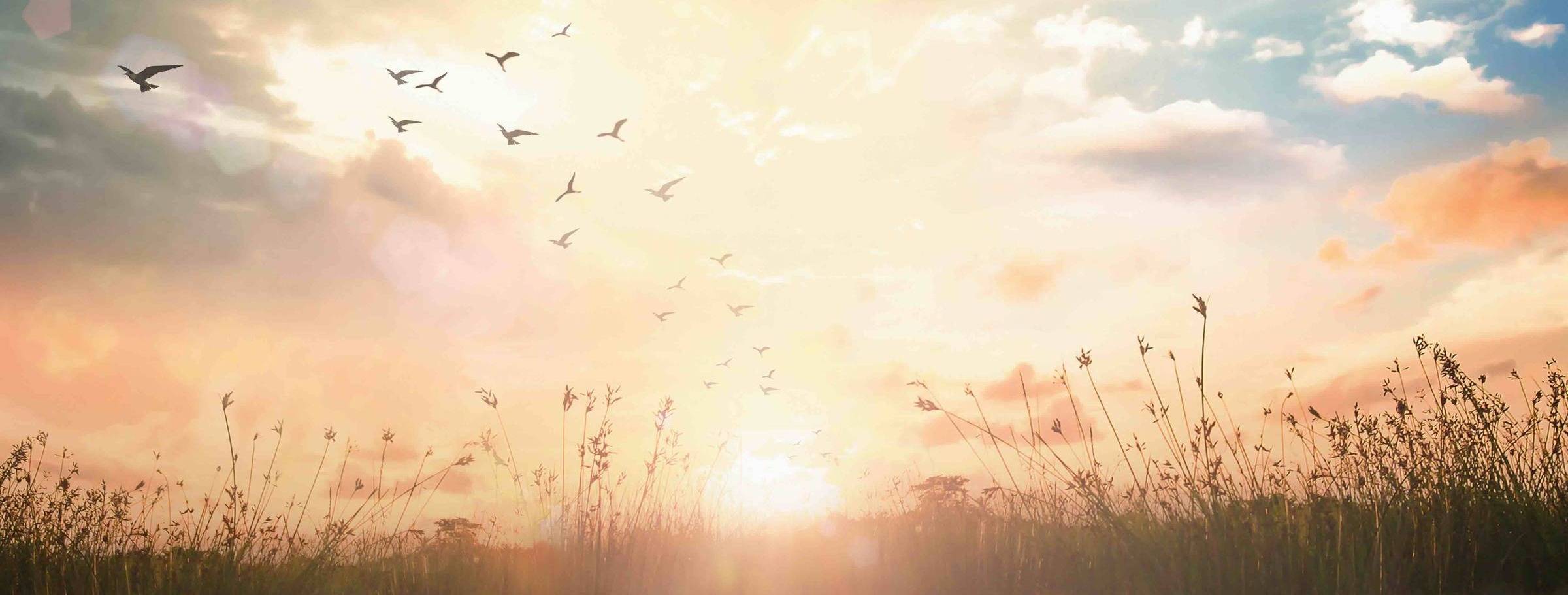 birds in the sky at sunrise