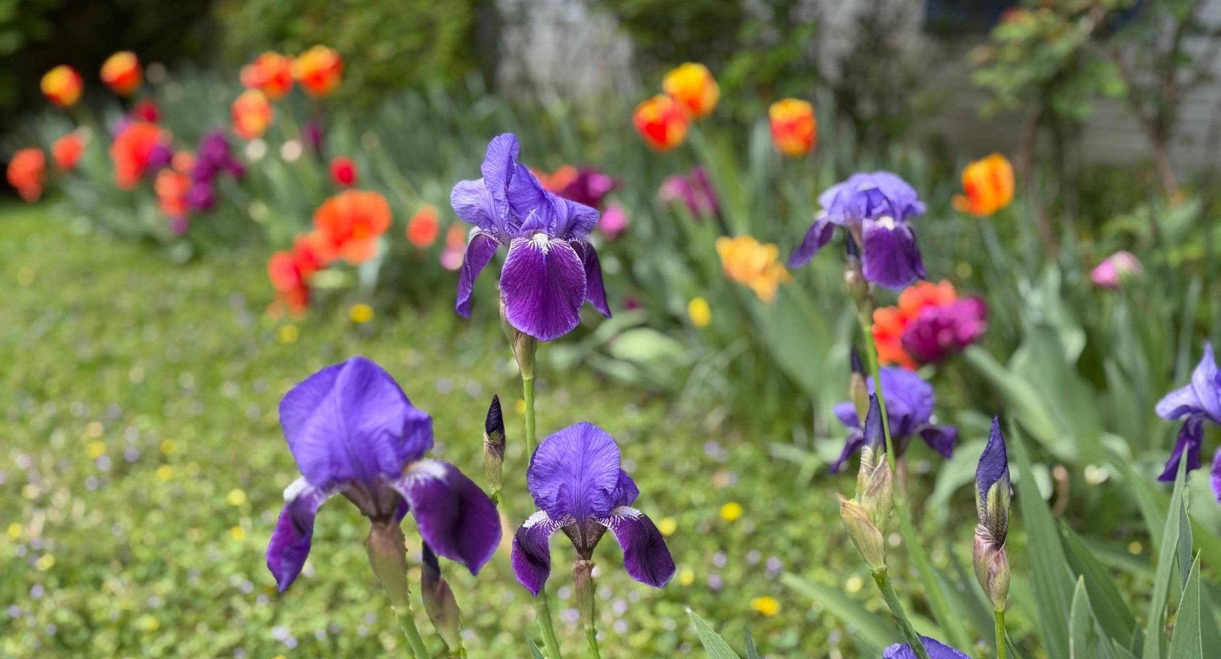 purple irises and muted tulips in the background