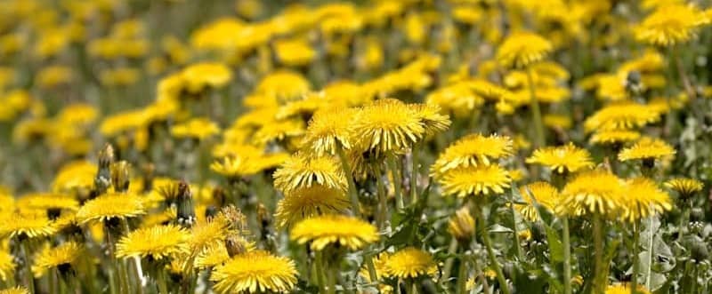 A field of bright yellow dandelions blooms.