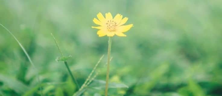 single yellow daisy like flower with grass in the foreground and faded green grass in the background