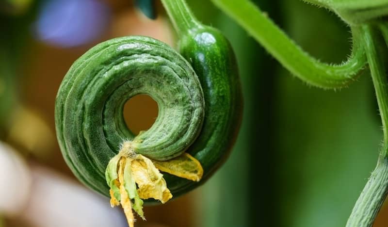 A small striped cucumber coiled with a yellow flower