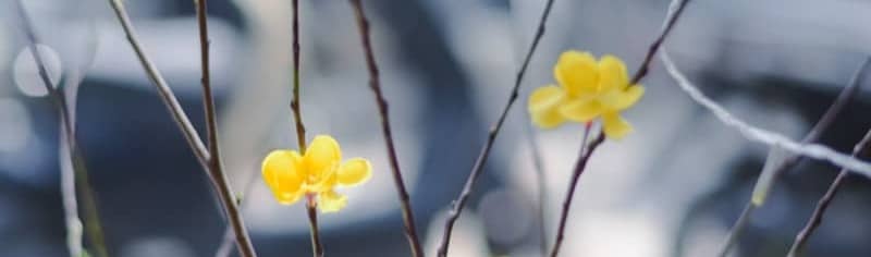 Small yellow flowers bloom on bare branches.