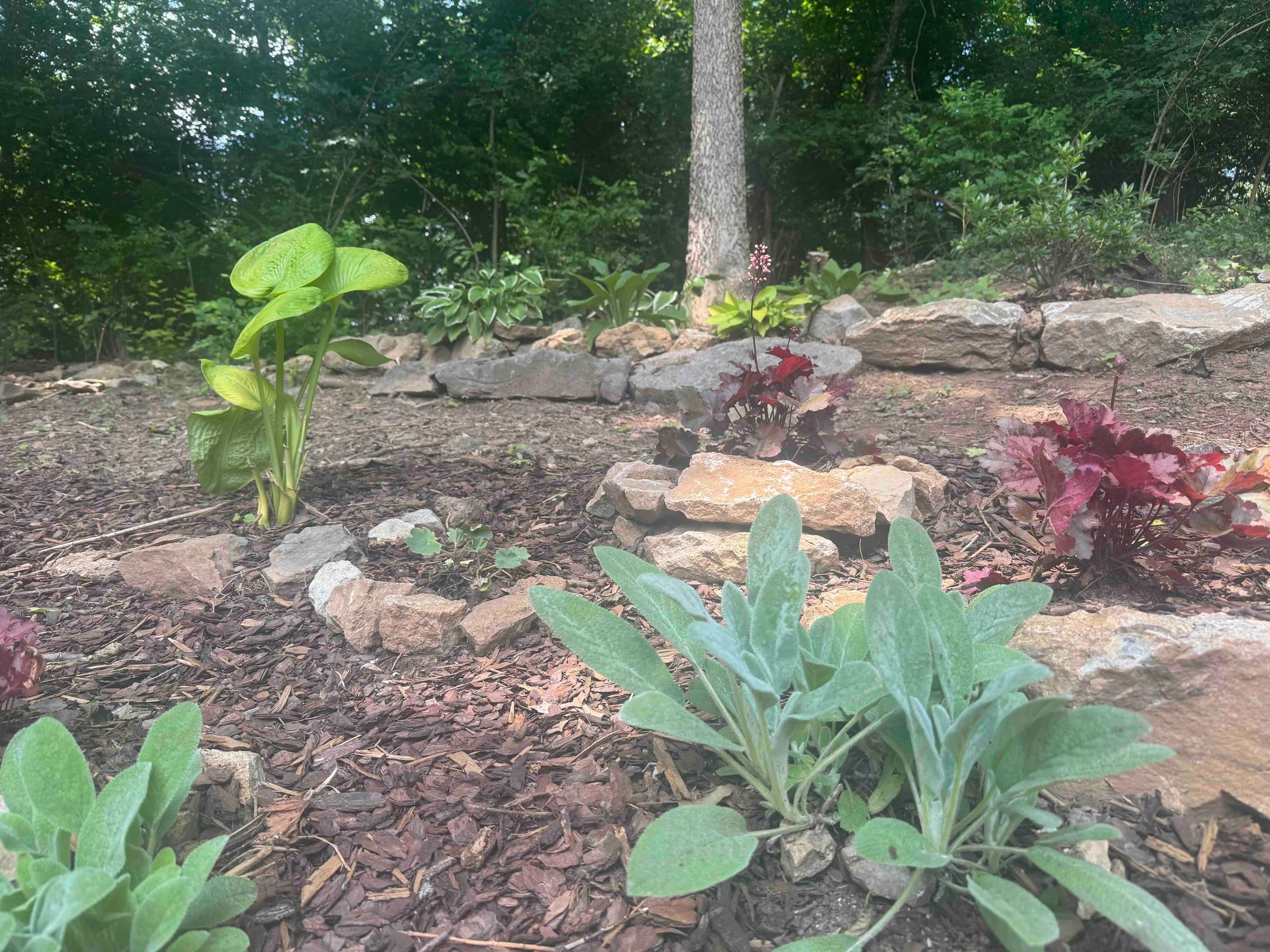garden with hostas, rabbit ears and coral bells