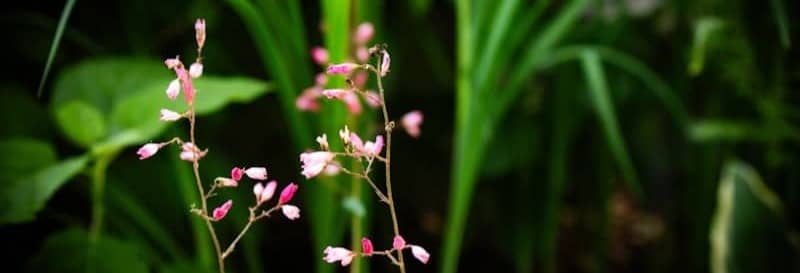 Pink flowers bloom in a lush, green garden.