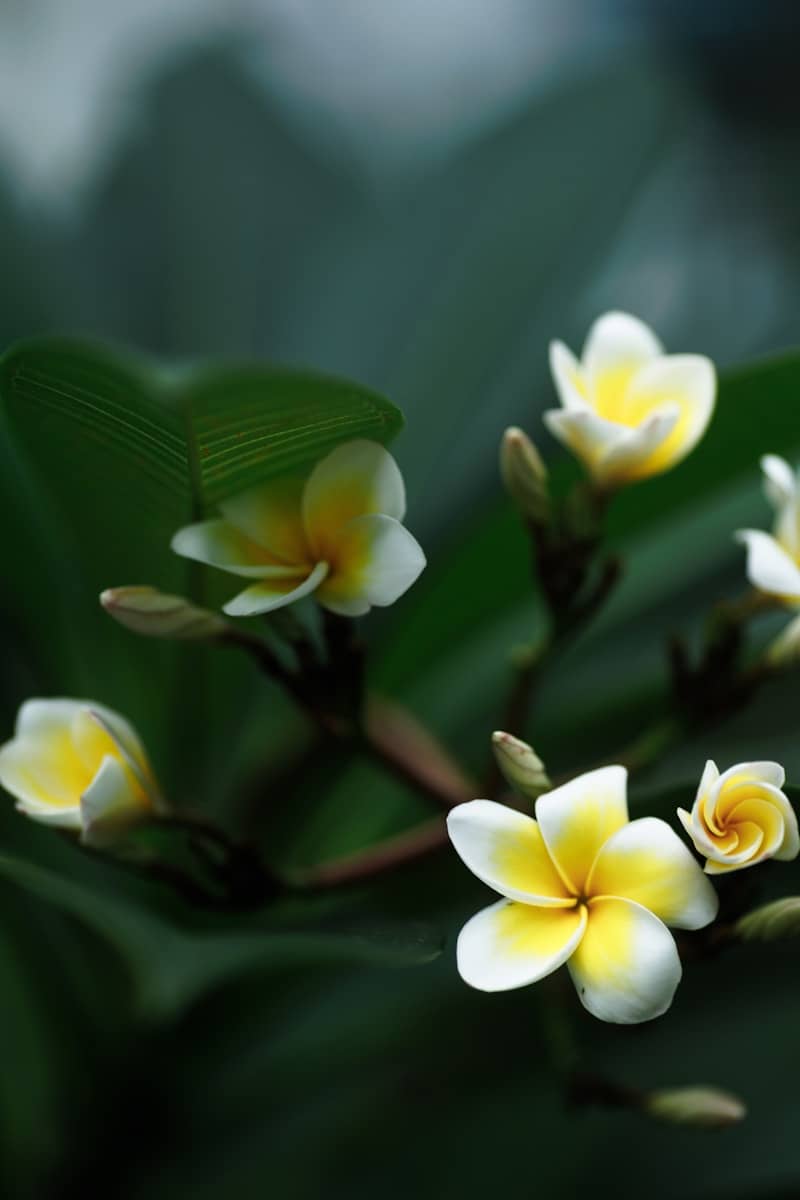 White and yellow plumeria flowers in full bloom.