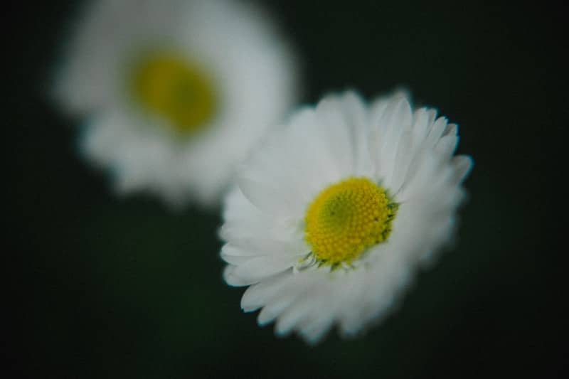 Two daisies bloom against a dark background.
