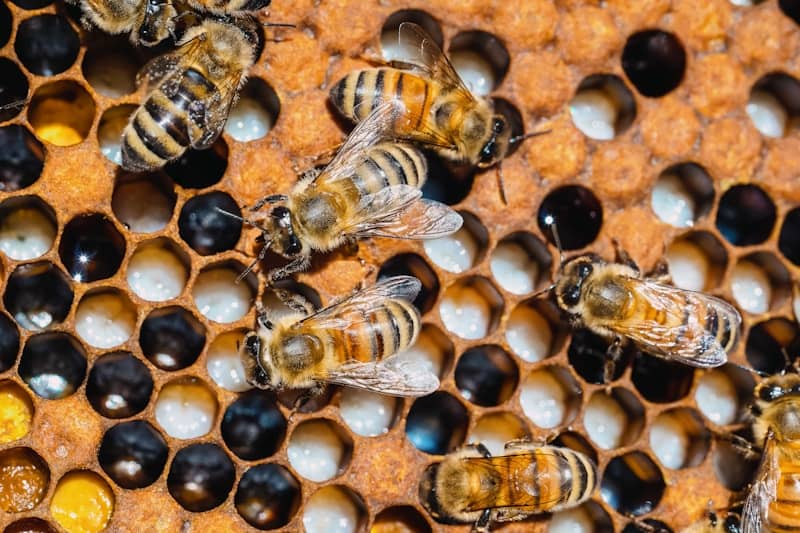 A group of bees sitting on top of a honeycomb