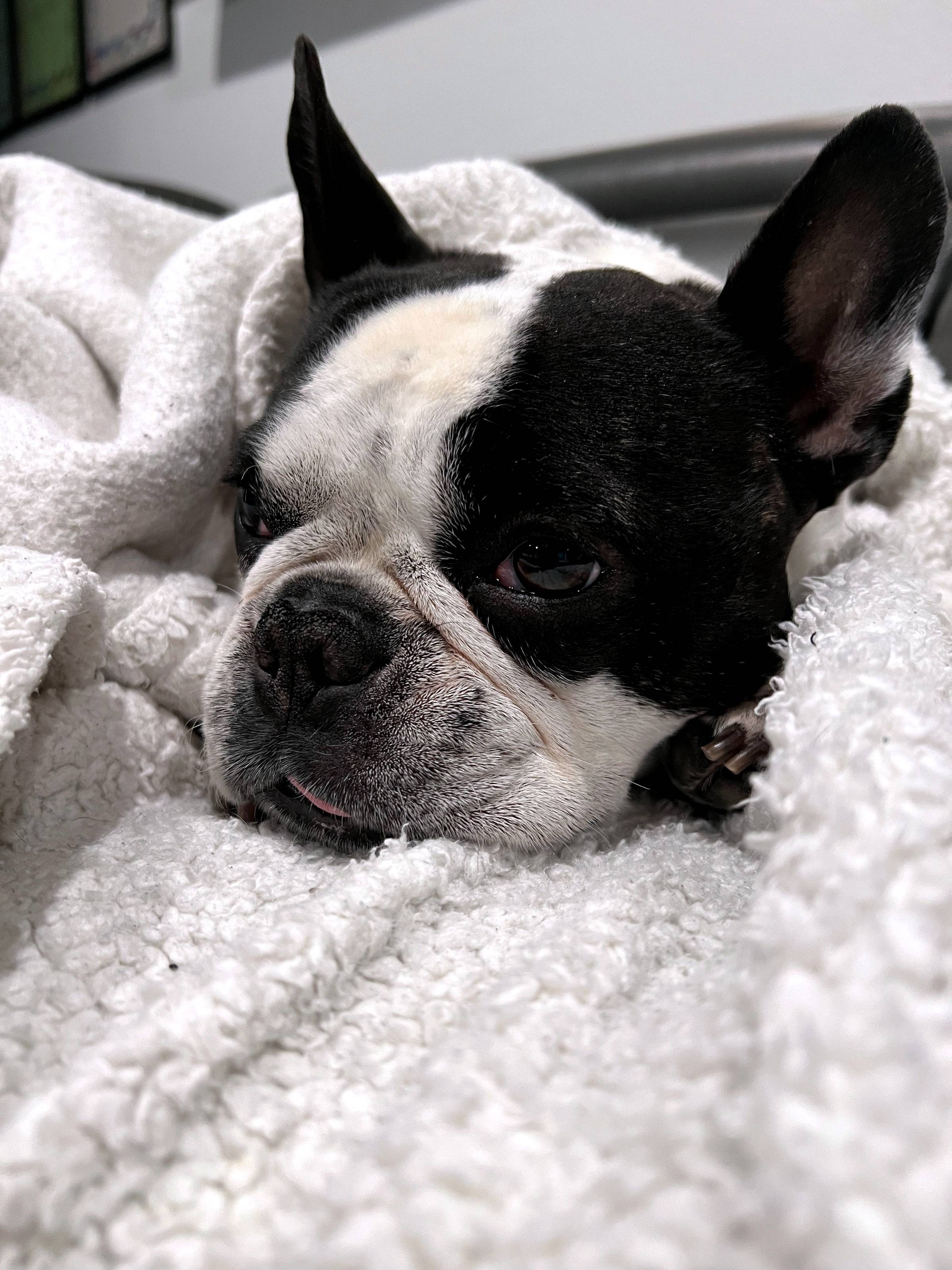 🔴 DIY Elf on the Shelf ball pit, 🧲 make mud (science