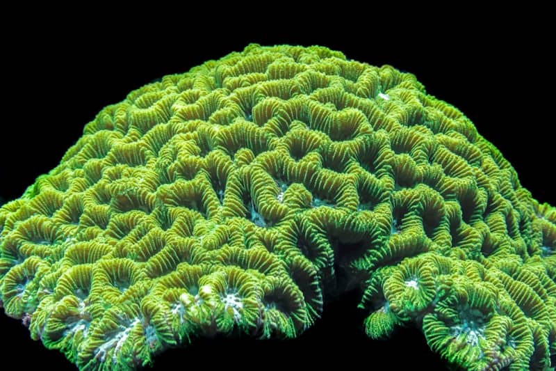 A vibrant green brain coral against a dark background.