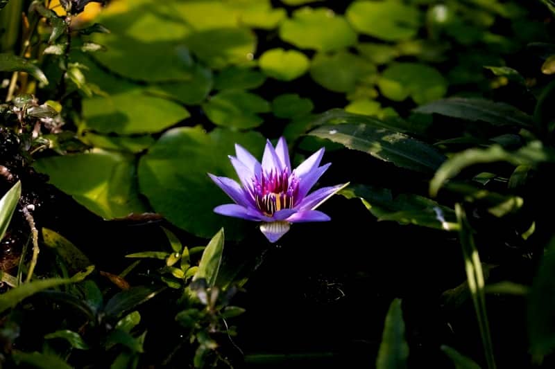 A single purple water lily blooms amongst green lily pads.
