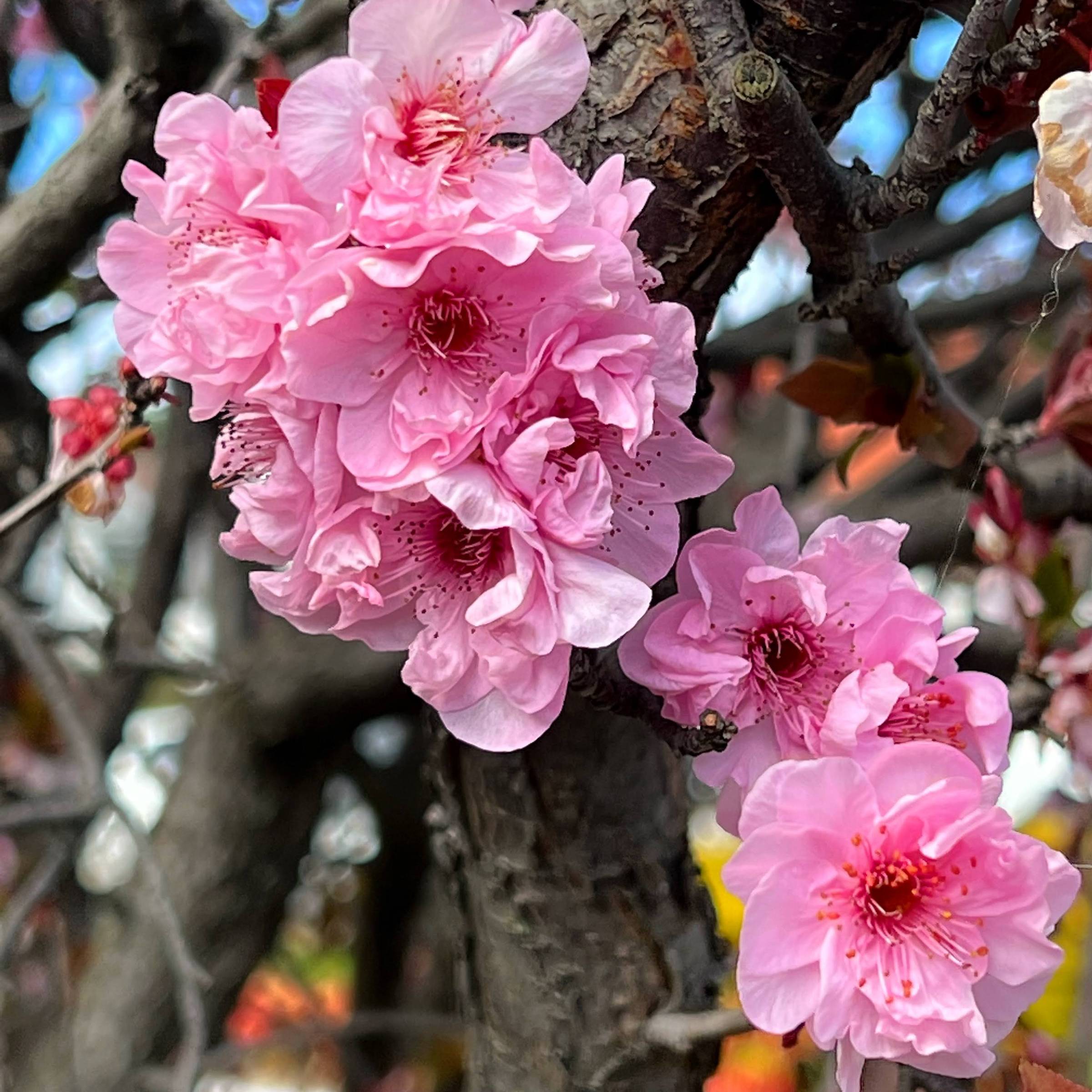 Cherry blossoms