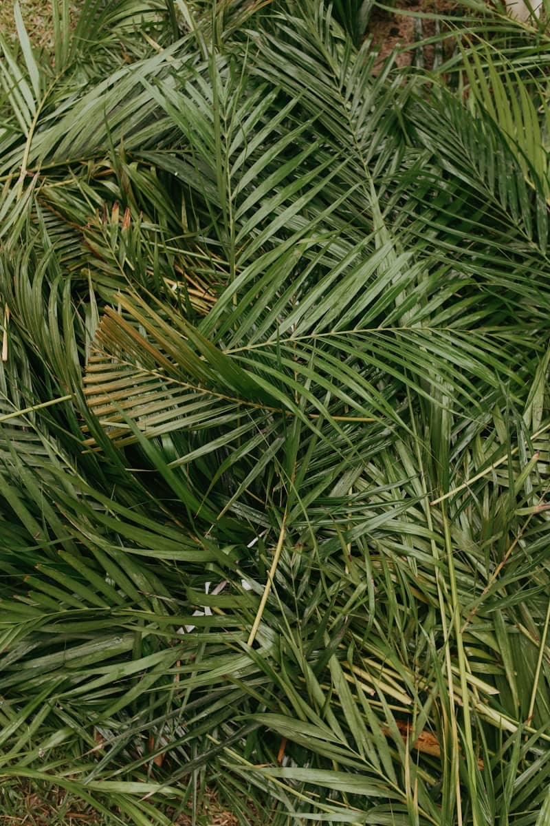 A pile of palm leaves on the ground