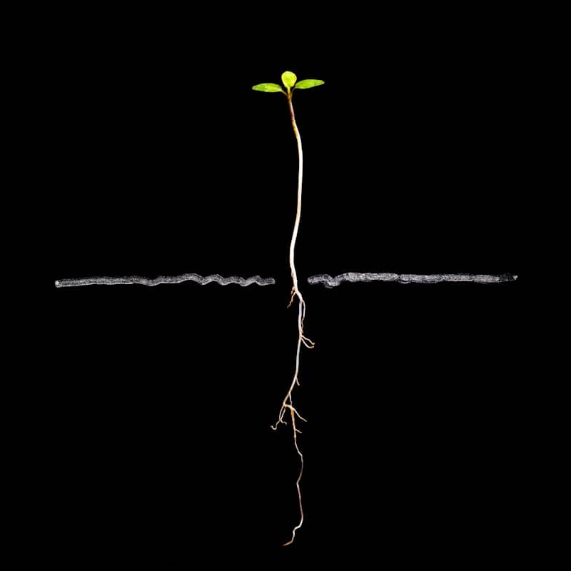 A small plant seedling with roots on black background
